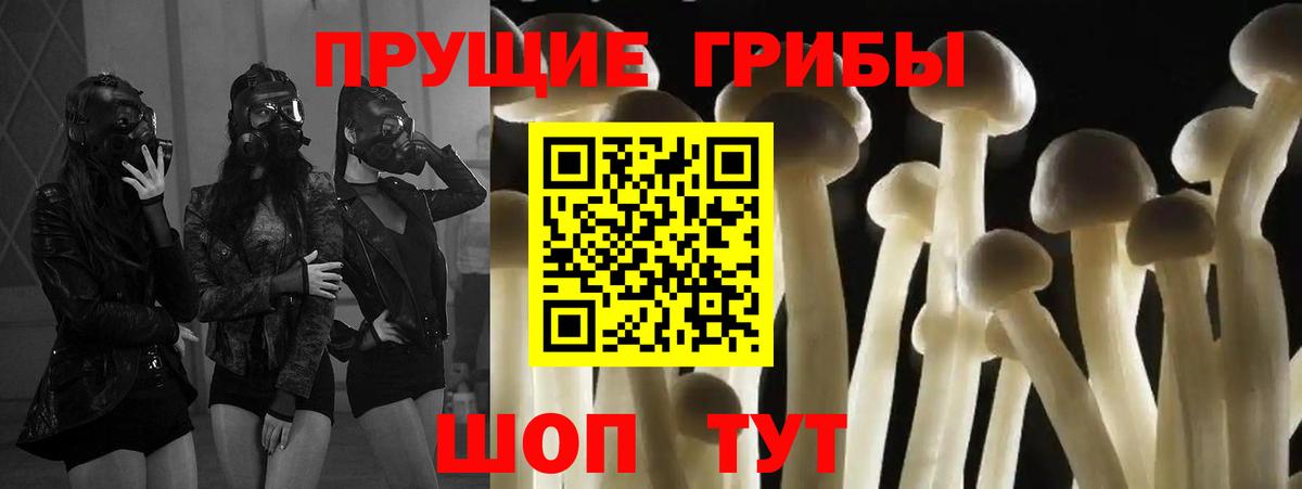 Галлюциногенные грибы Psilocybe Губкинский